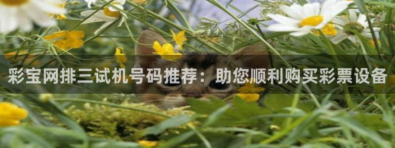 彩宝网排三试机号码推荐：助您顺利购买彩票设备